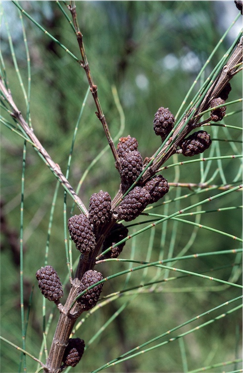 allocasuarina-portuensis