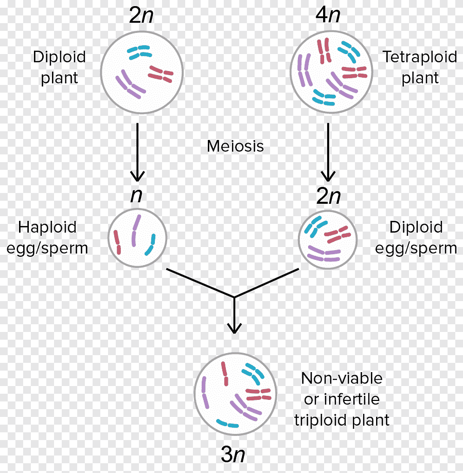 triploid-sindromu