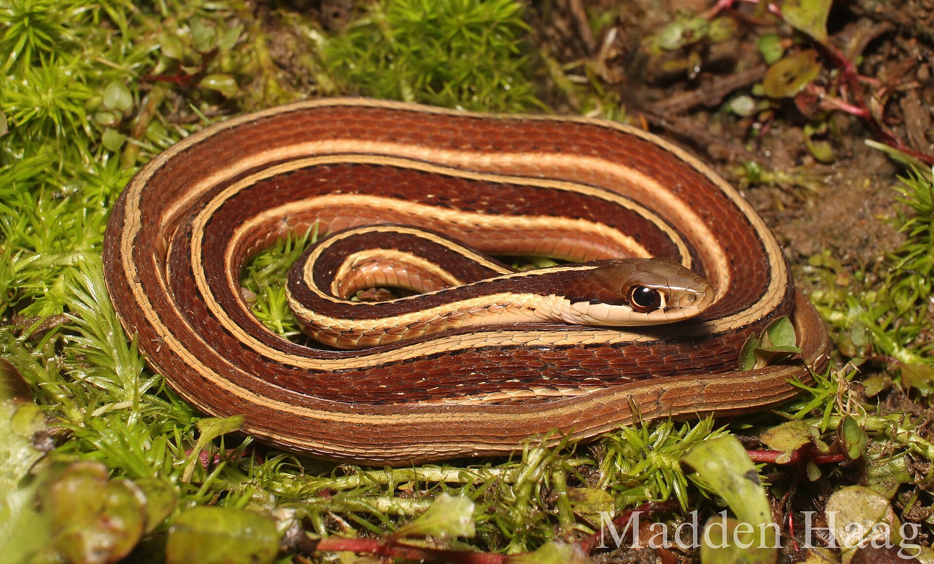 thamnophis-saurita-ilan