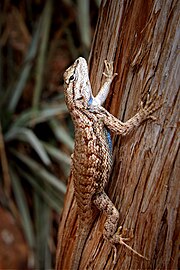 yayla-cit-kertenkelesi