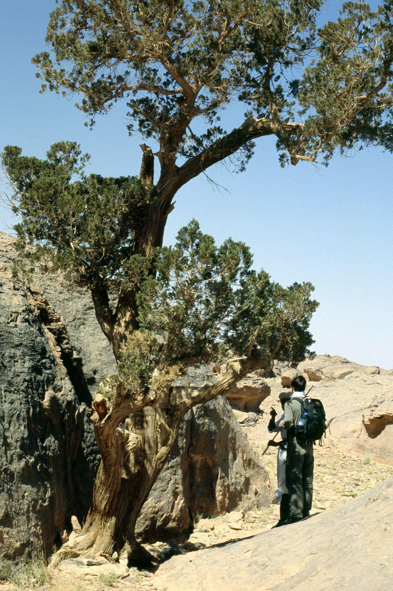 sehra-sami-cupressus-dupreziana