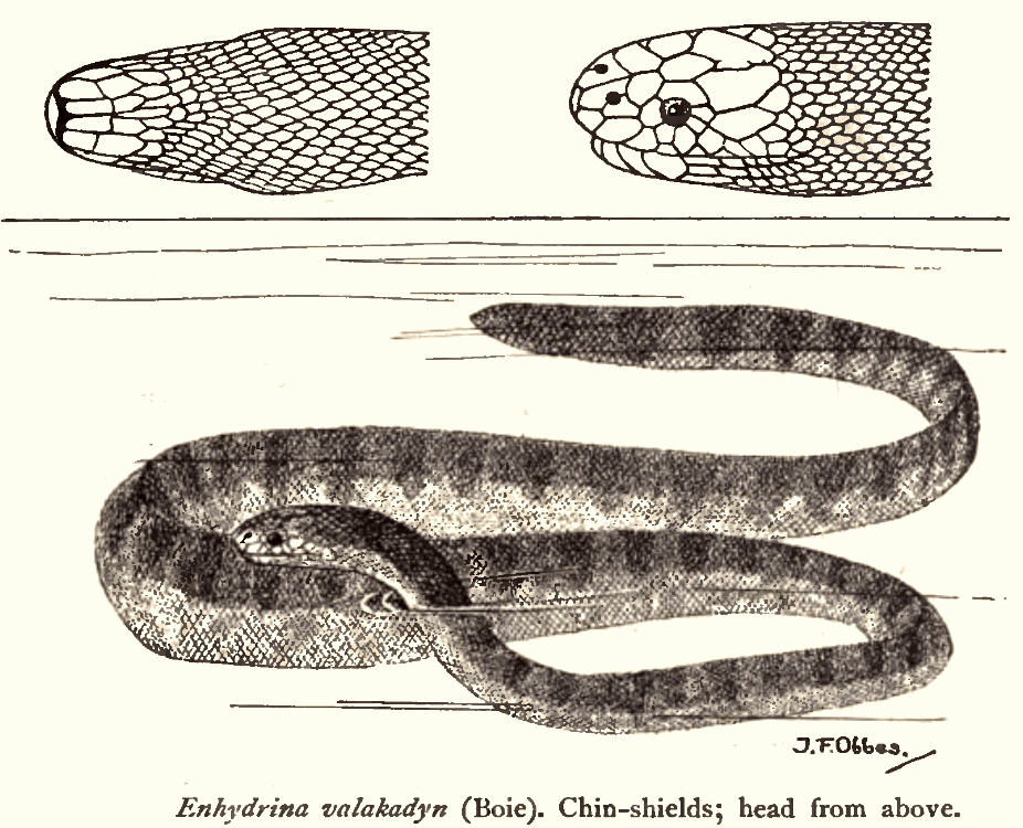 hidrofis-sistosus-ilanlari