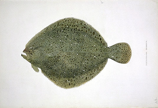 brill-baliq-novu