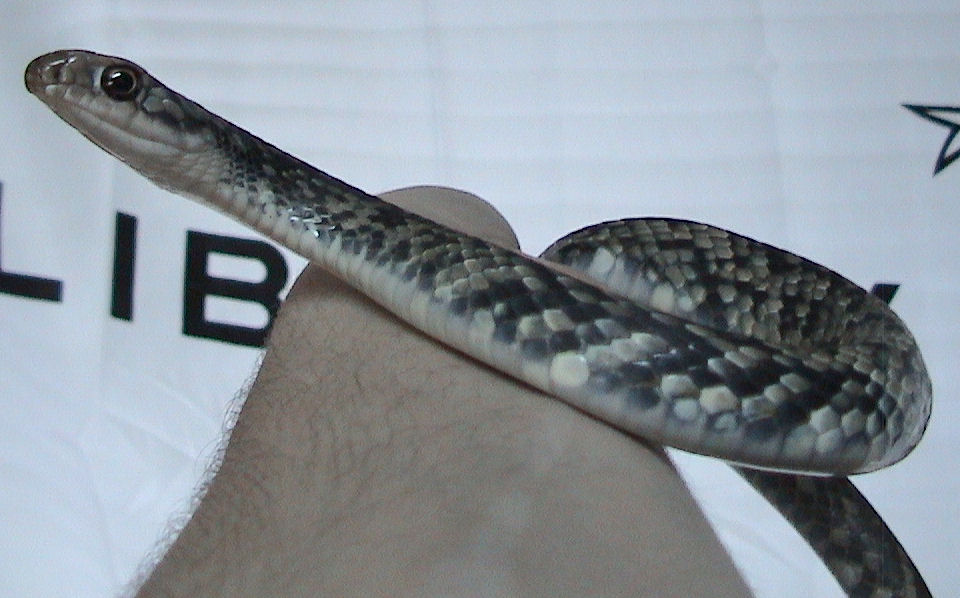 coluber-constrictor-anthicus-ilani