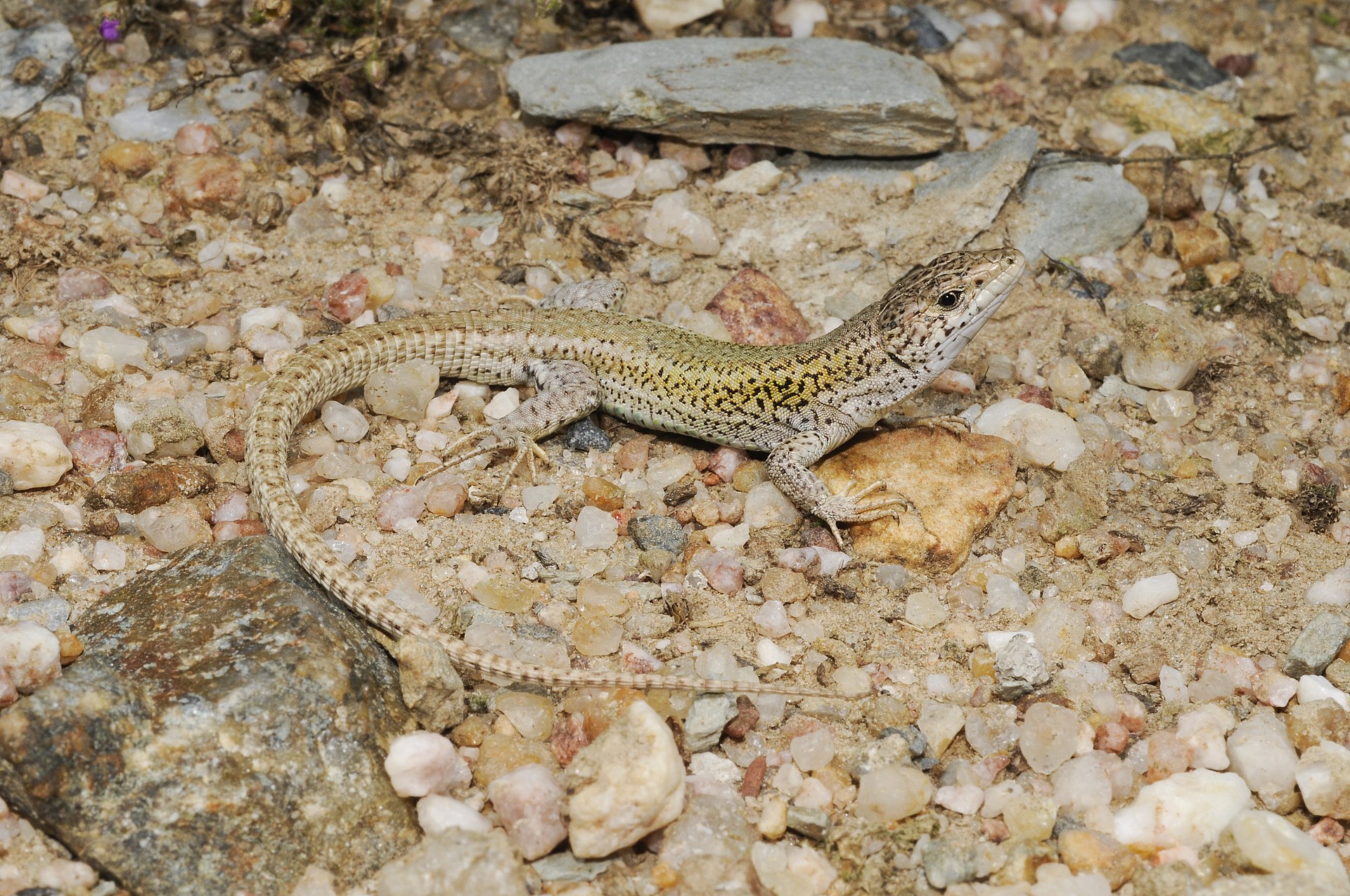 carbonell-divar-kertenkelesi