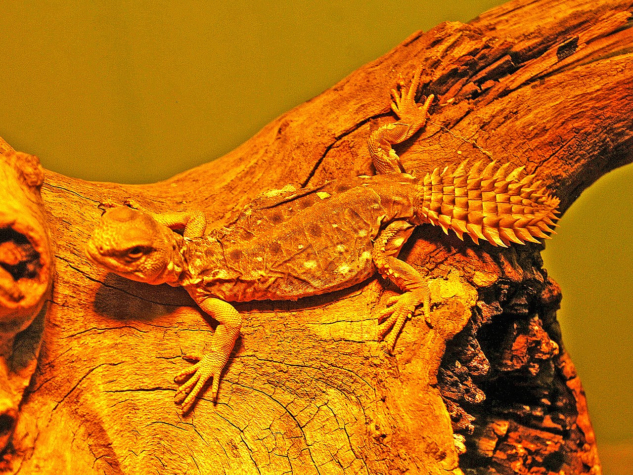uromastyx-princeps-kertenkelesi