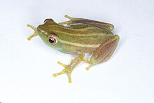 hyperolius-benguellensis-qurbagasi