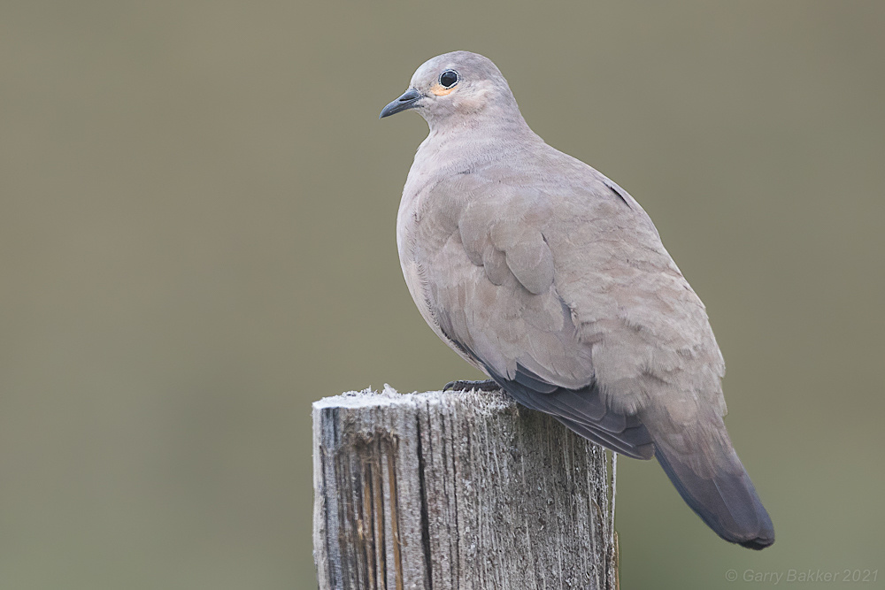 qara-qanadli-yer-goyercini