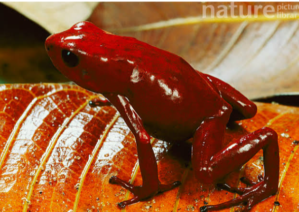 oophaga-speciosa-qurbaga-novu