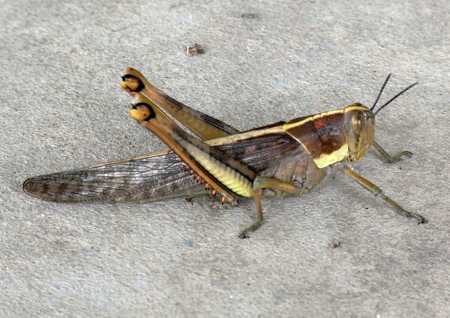 valanga-irregularis-neheng-ceyirtke