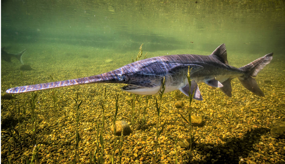 paddlefish-baligi