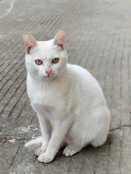 kao-mane-pisiyi