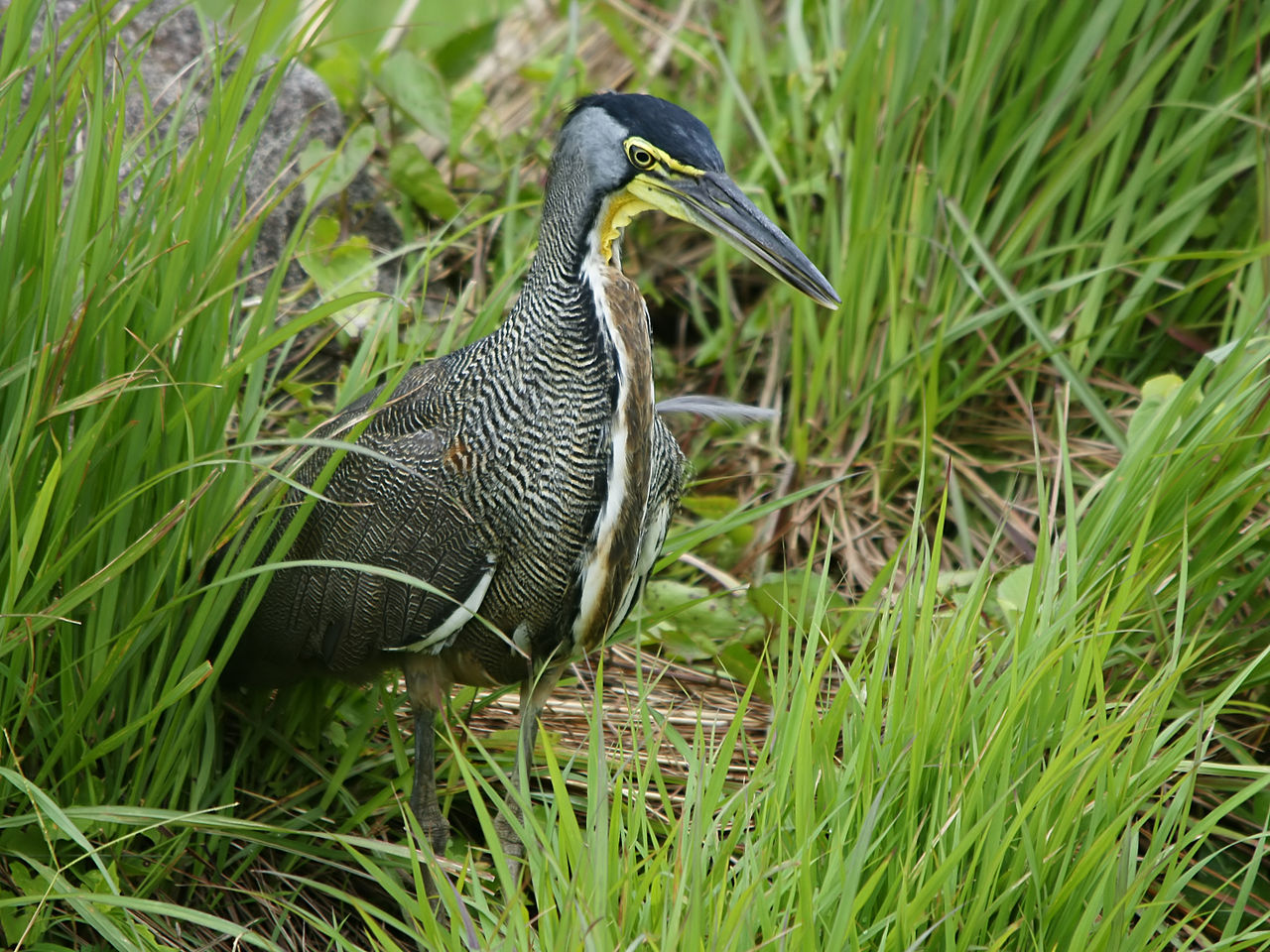 cilpaqbogaz-peleng-vag