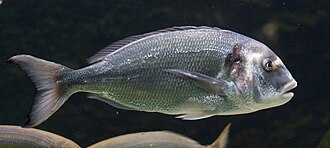 sparidae