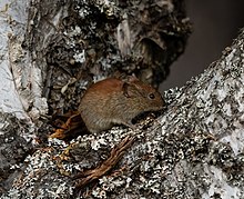simal-qirmizibel-sicovulu