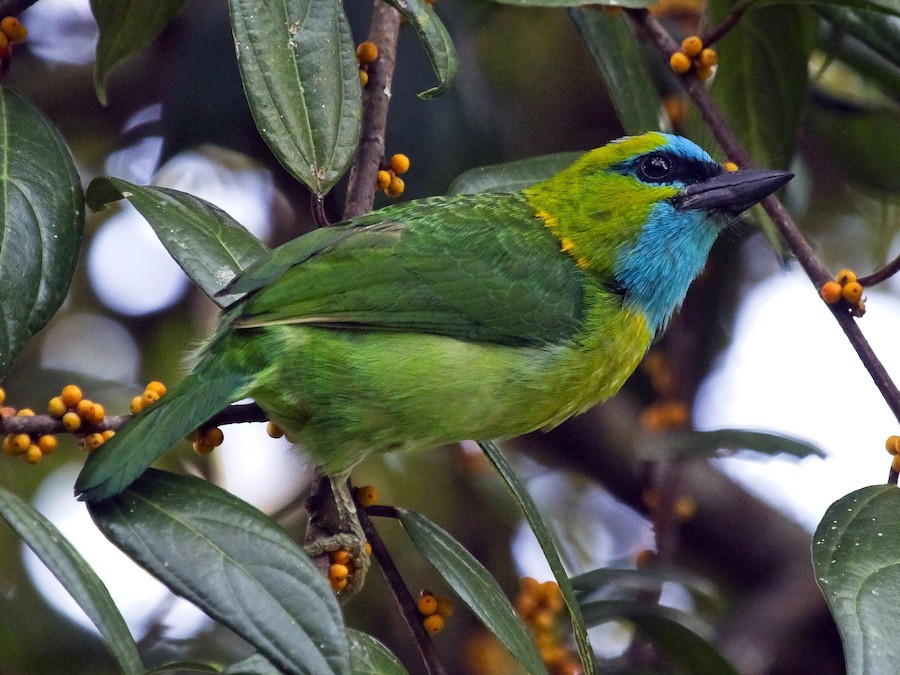 qizil-enlikli-barbet
