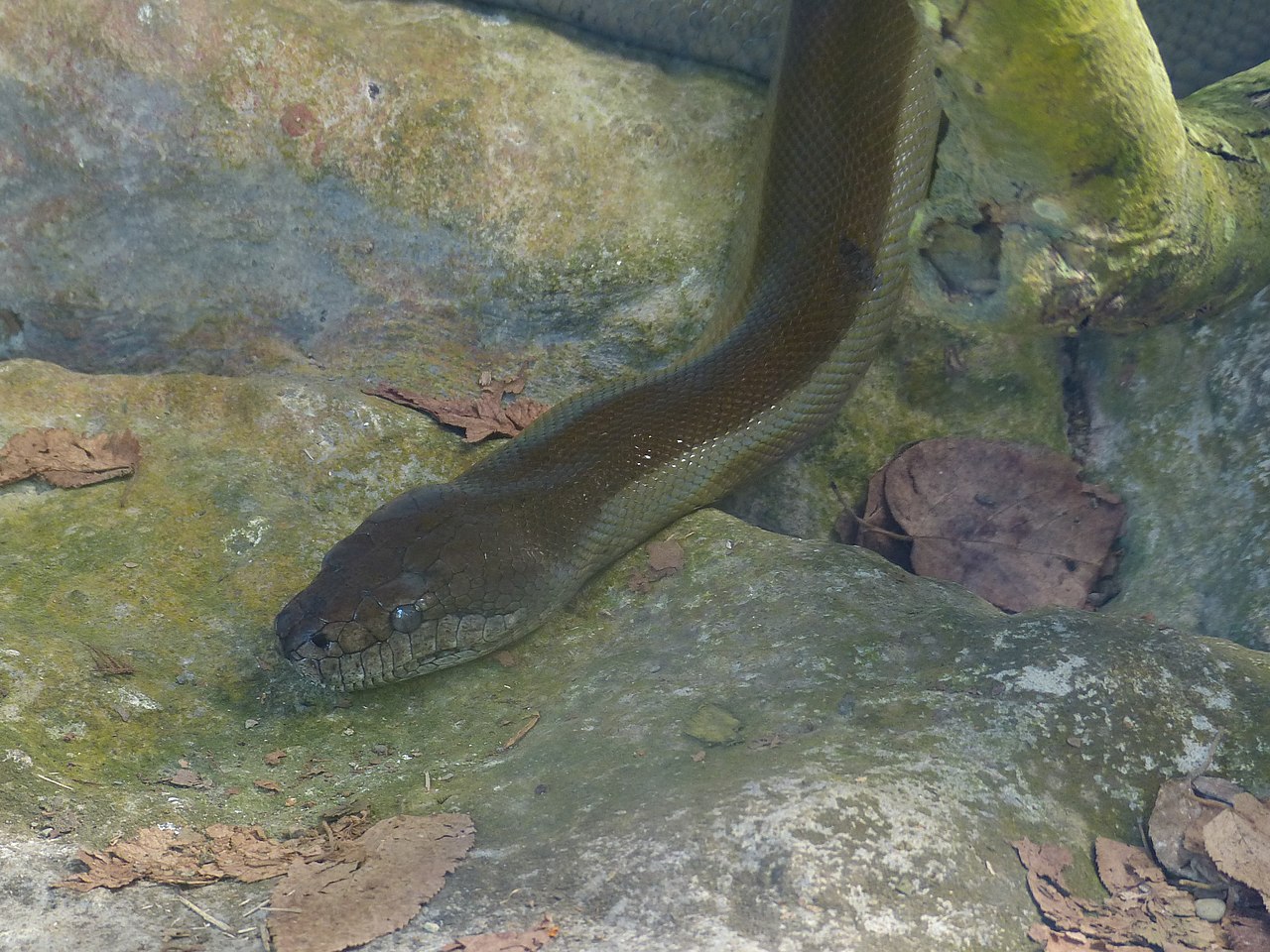 apodora-papuana-pitonu