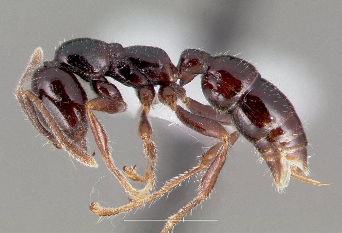 onychomyrmex-qarisqasi