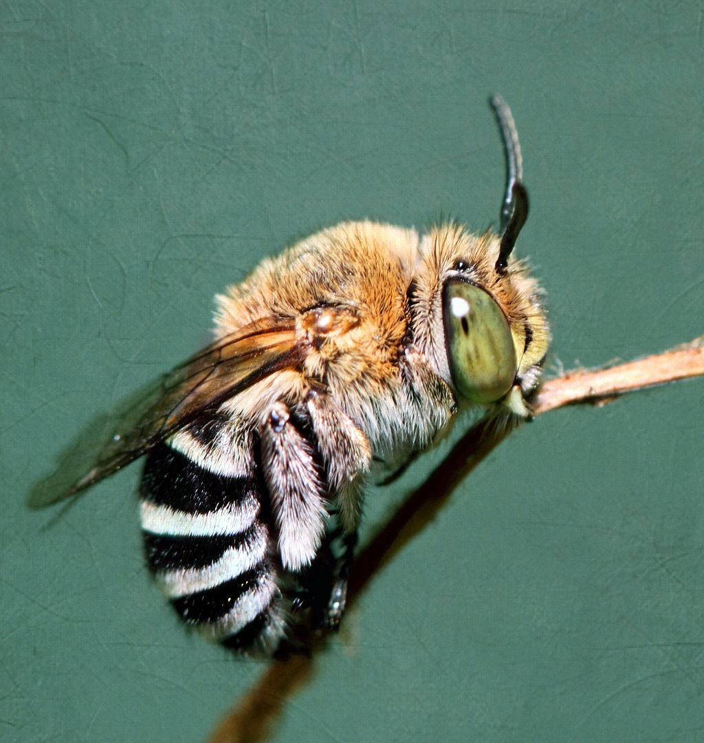 amegilla-cingulata-arisi
