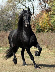 friesian-at-cinsi
