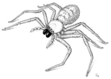 delena-cancerides-horumceyi