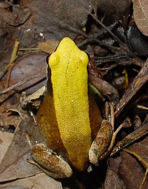 yasil-mantella-qurbagasi