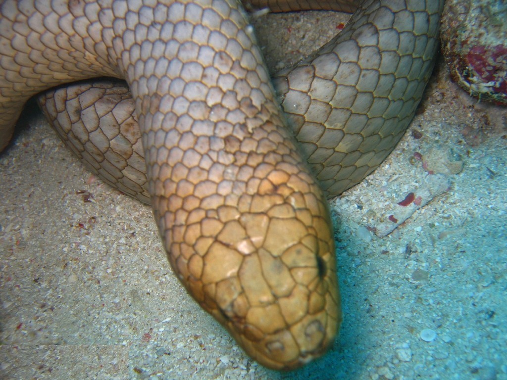aipisurus-laevis-ilanlari