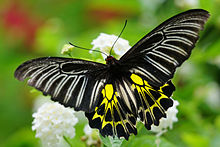 troides-aeacus-kepeneyi