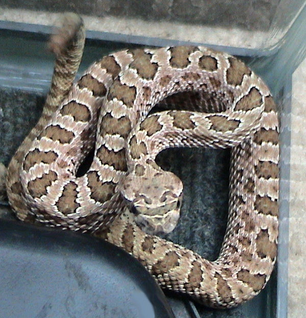 crotalus-viridis-nuntius-ilani