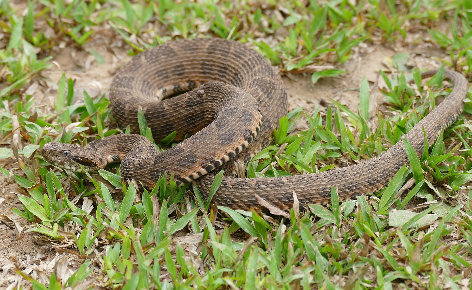 bothrops-mattogrossensis-ilani