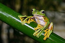 wallacein-ucan-qurbagasi-rhacophorus-nigropalmatus