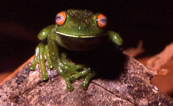 aplastodiscus-albosignatus-qurbagasi