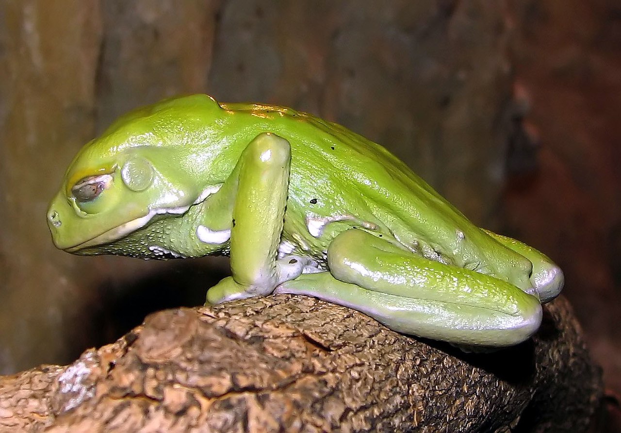 phyllomedusa-sauvagii-qurbagasi