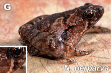 nanohyla-perparva-qurbagasi