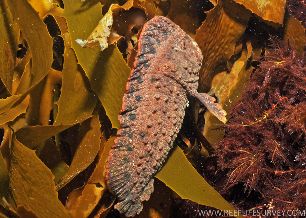 prowfish-baligi