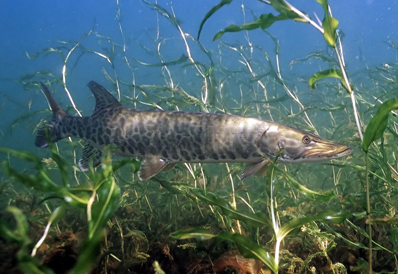 muskellunge-baligi