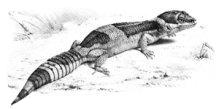 serqi-hindistan-leopard-gekkonu-eublepharis-hardwickii