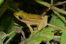 hylarana-taipehensis-qurbagasi