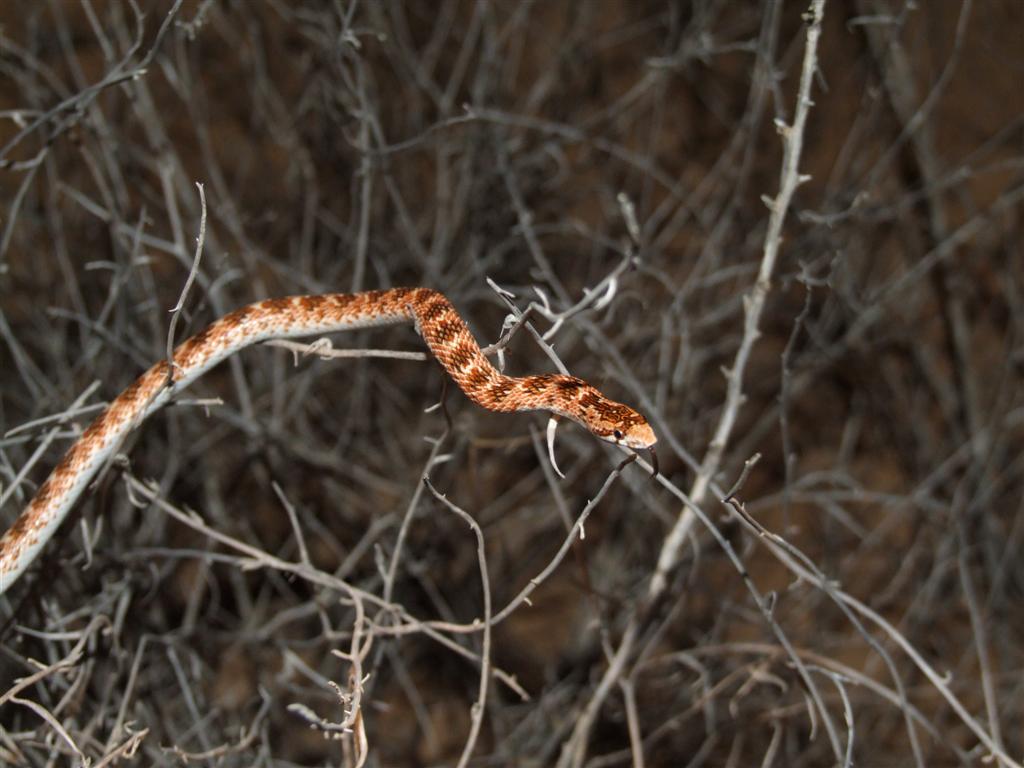tacli-yarpaqburun-ilan