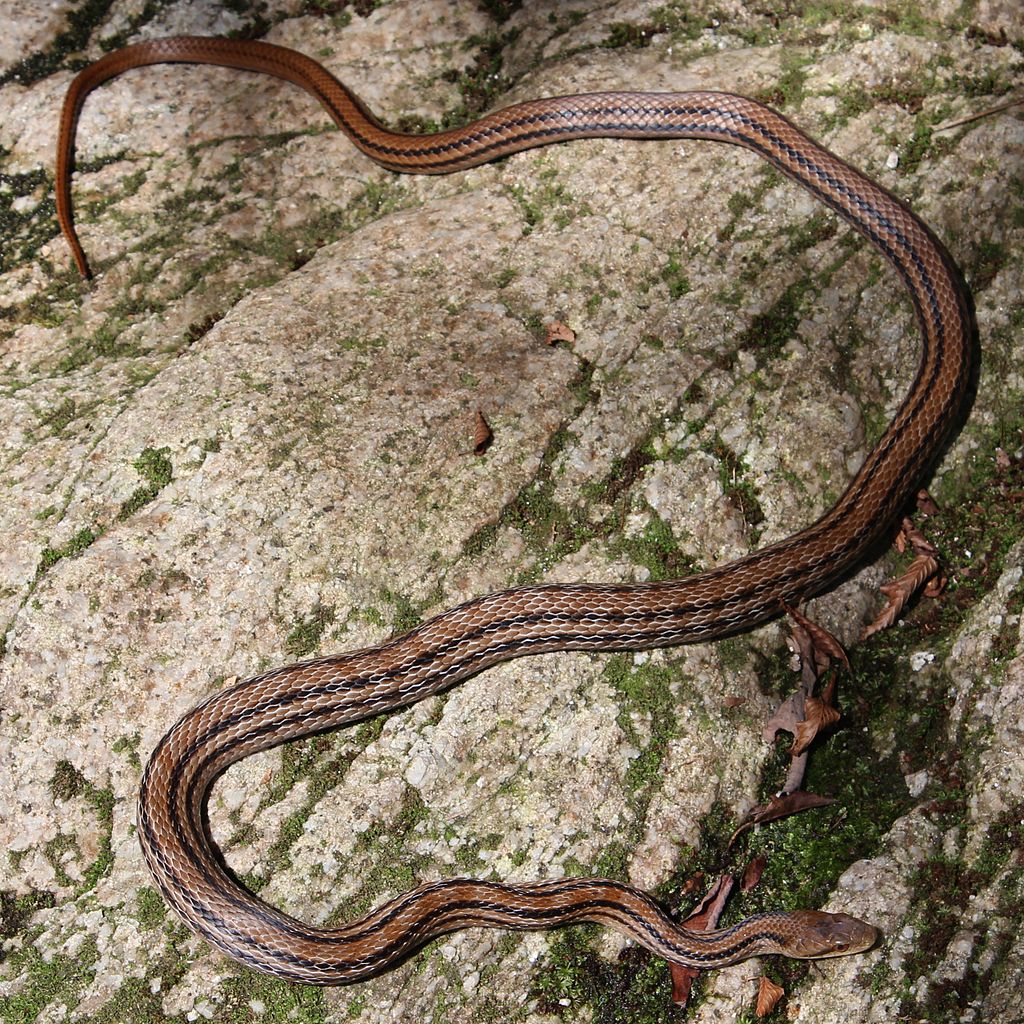 elaphe-quadrivirgata-ilanlari