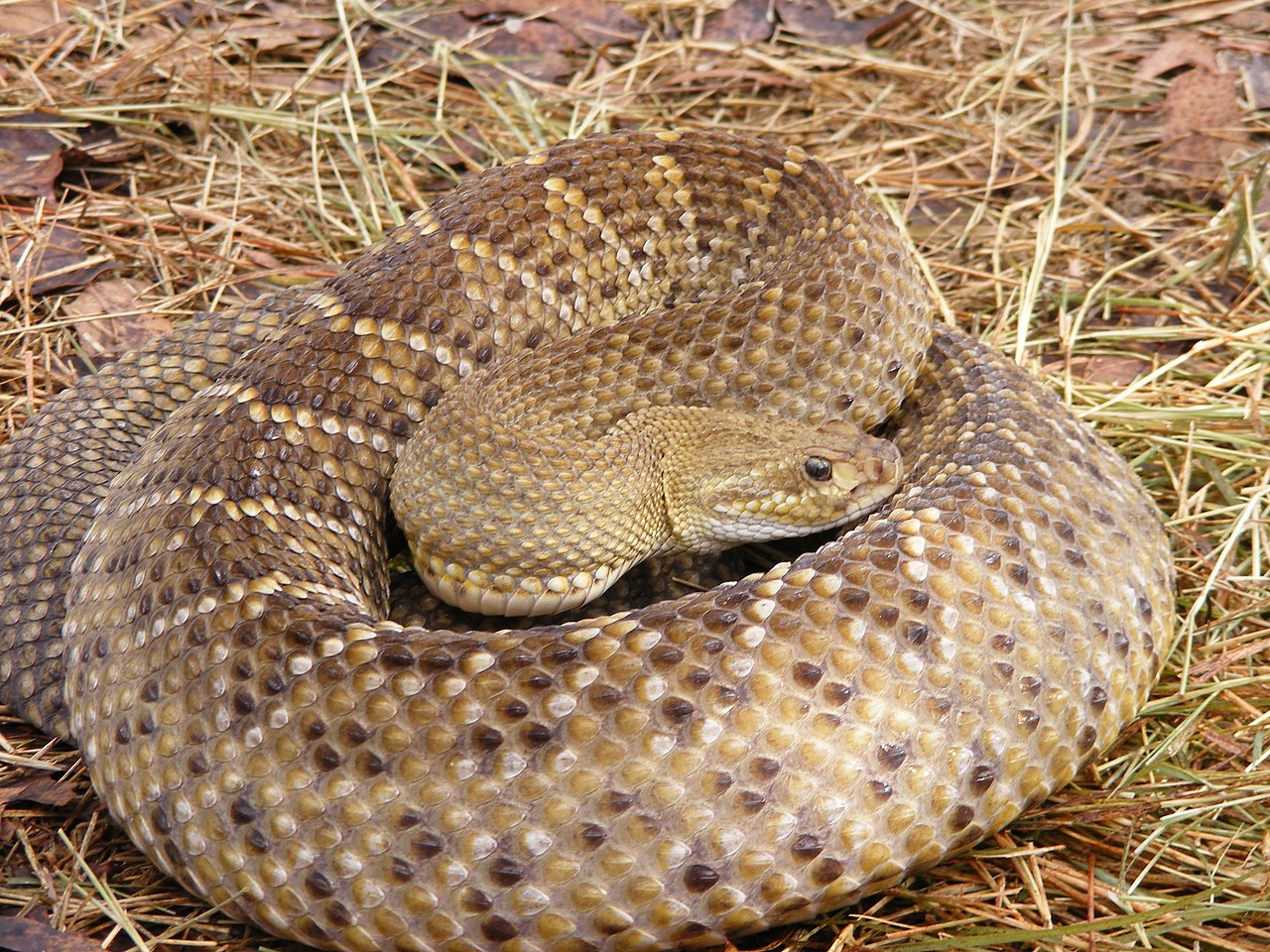 crotalus-basiliscus-ilani