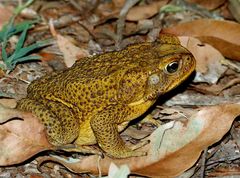 wendessi-agac-qurbagasi-litoria-longicrus