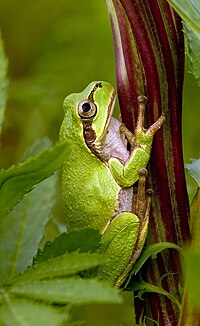 hyla-japonica-qurbagasi