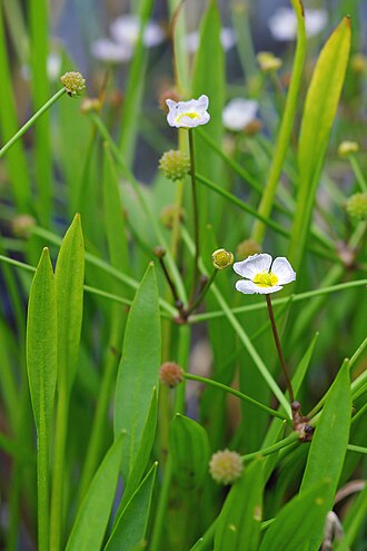 baldellia-ranunculoides