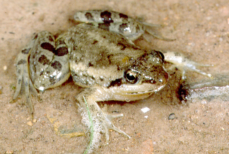 phrynobatrachus-perpalmatus-qurbagasi