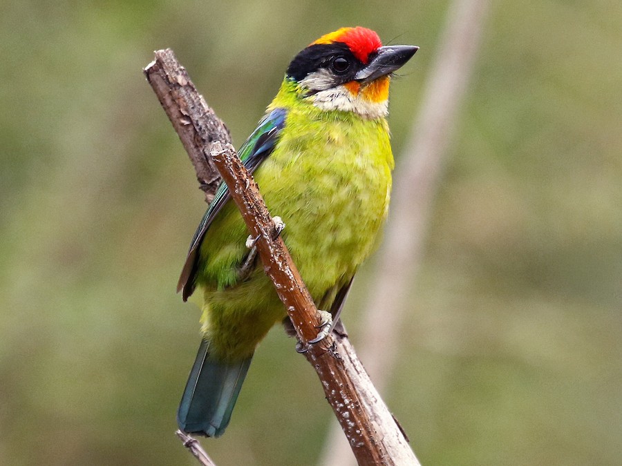 qizilibogaz-barbet