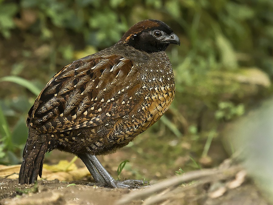 qara-alin-agac-bildircini