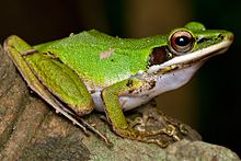 chalcorana-raniceps-qurbagasi