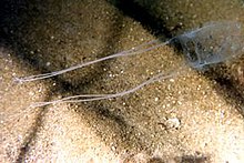 carybdea-meduza-cinsi