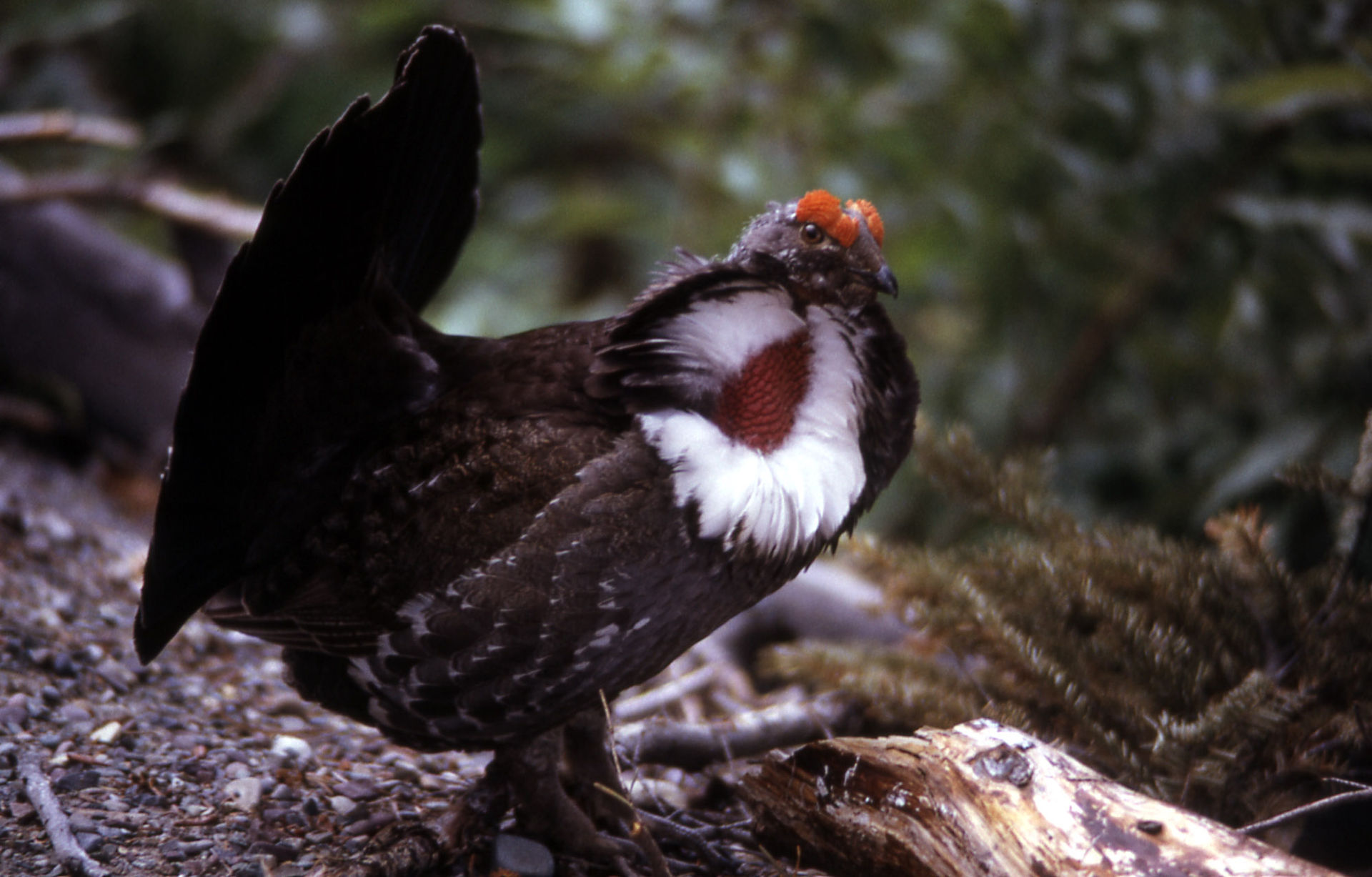dendragapus-obscurus-keklik-novu